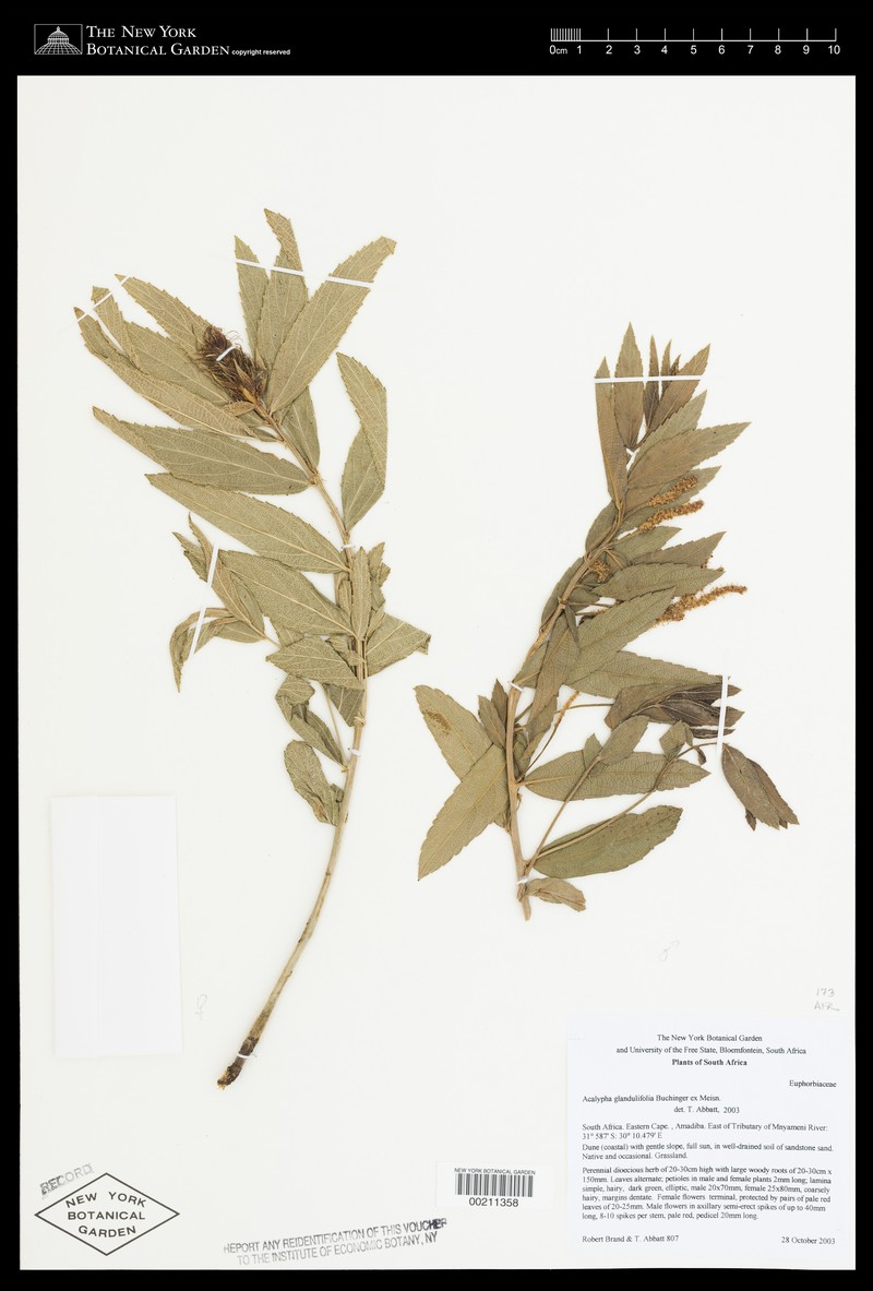 Acalypha trachyloba photo 3