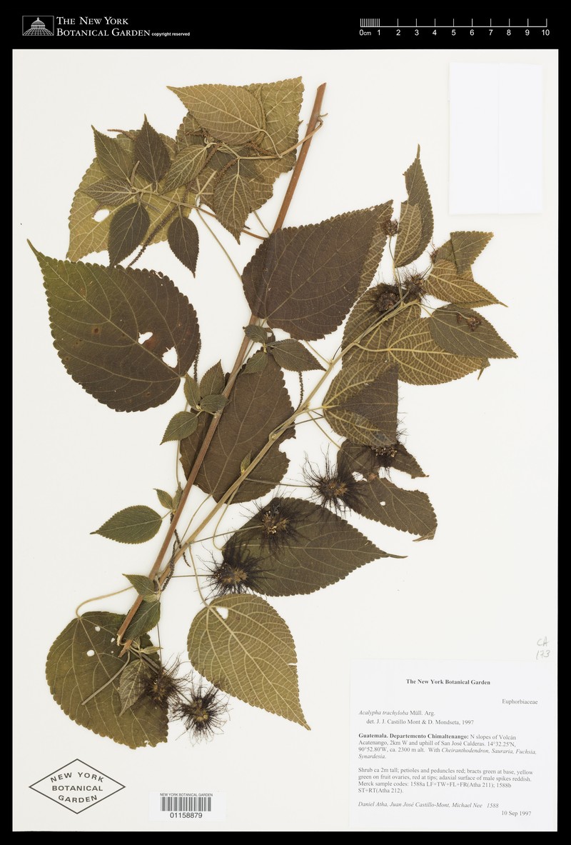 Acalypha trachyloba photo 4