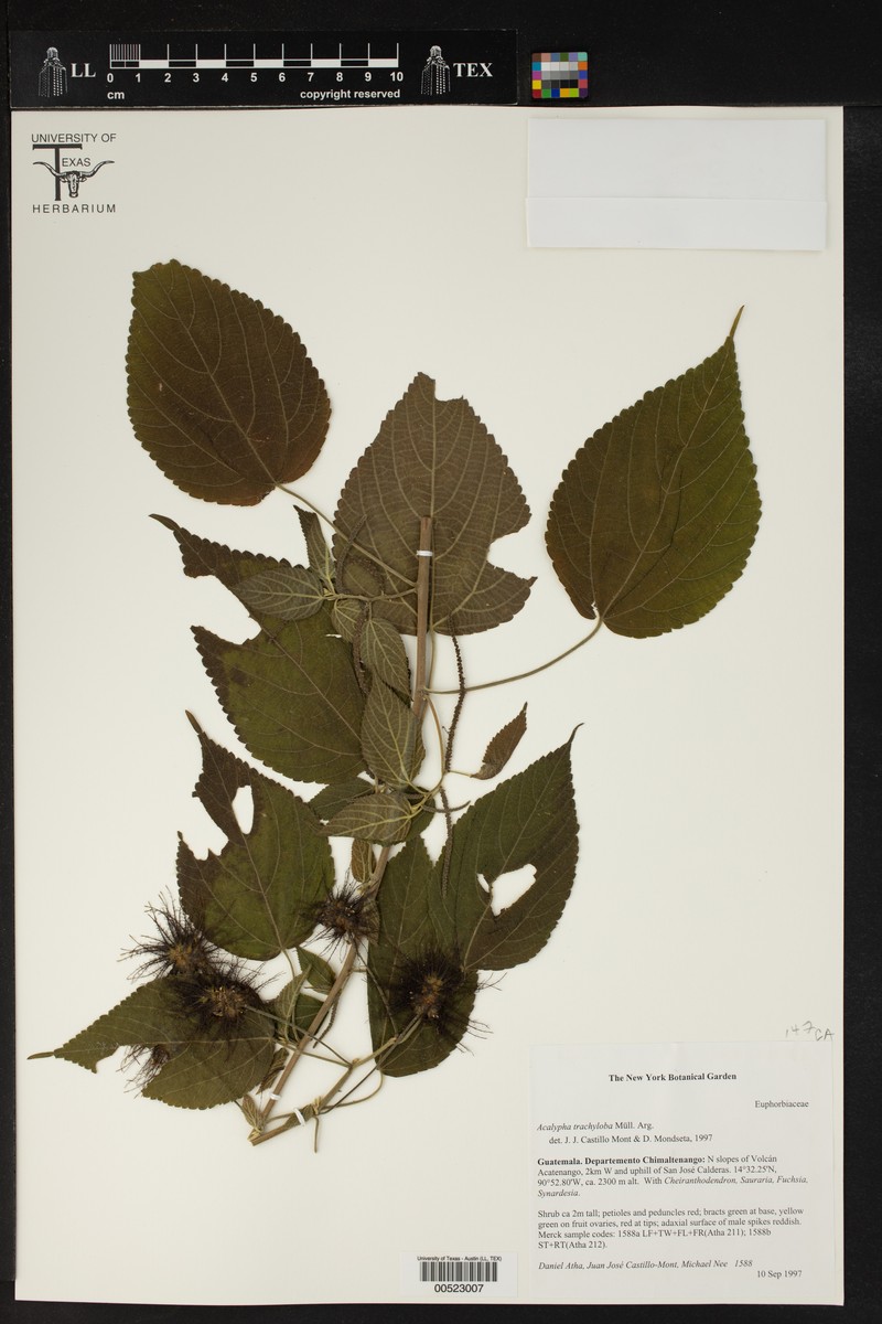 Acalypha trachyloba photo 5