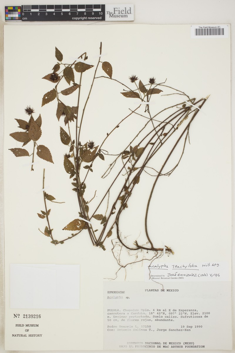 Acalypha trachyloba photo 6