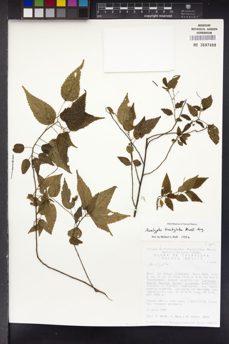 Acalypha trachyloba photo 7