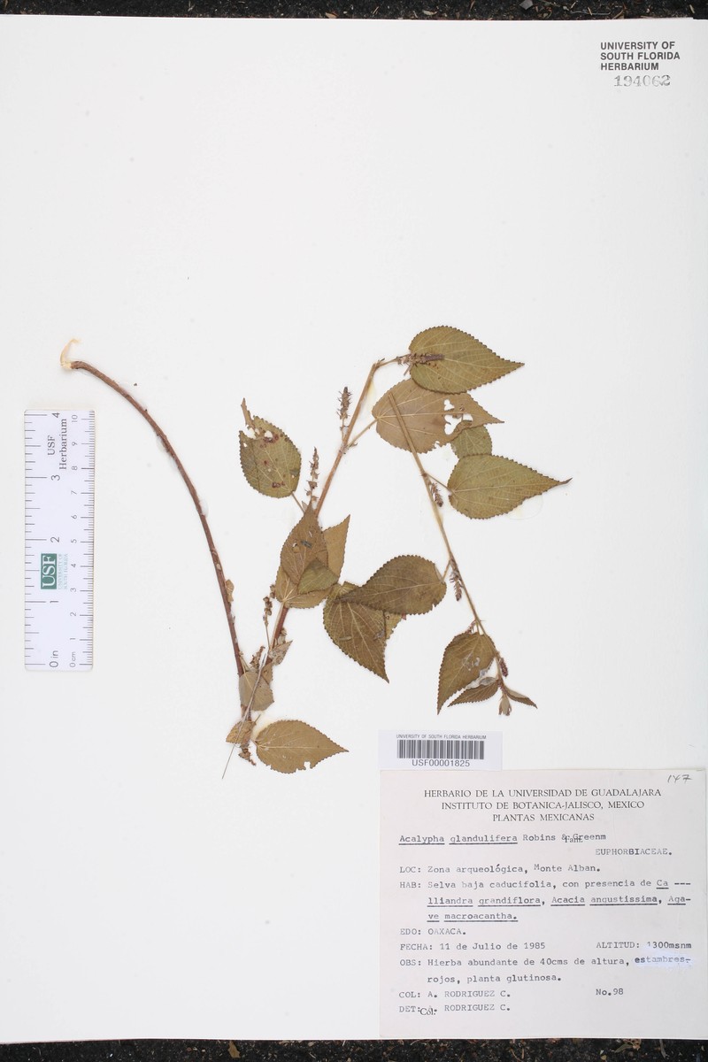 Acalypha trachyloba photo 8