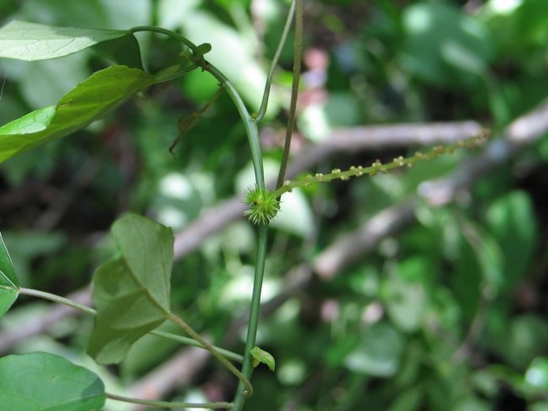 Acalypha tremula
