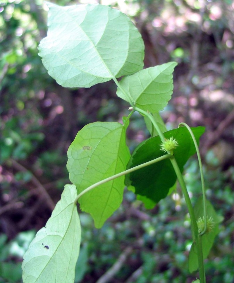 Acalypha tremula