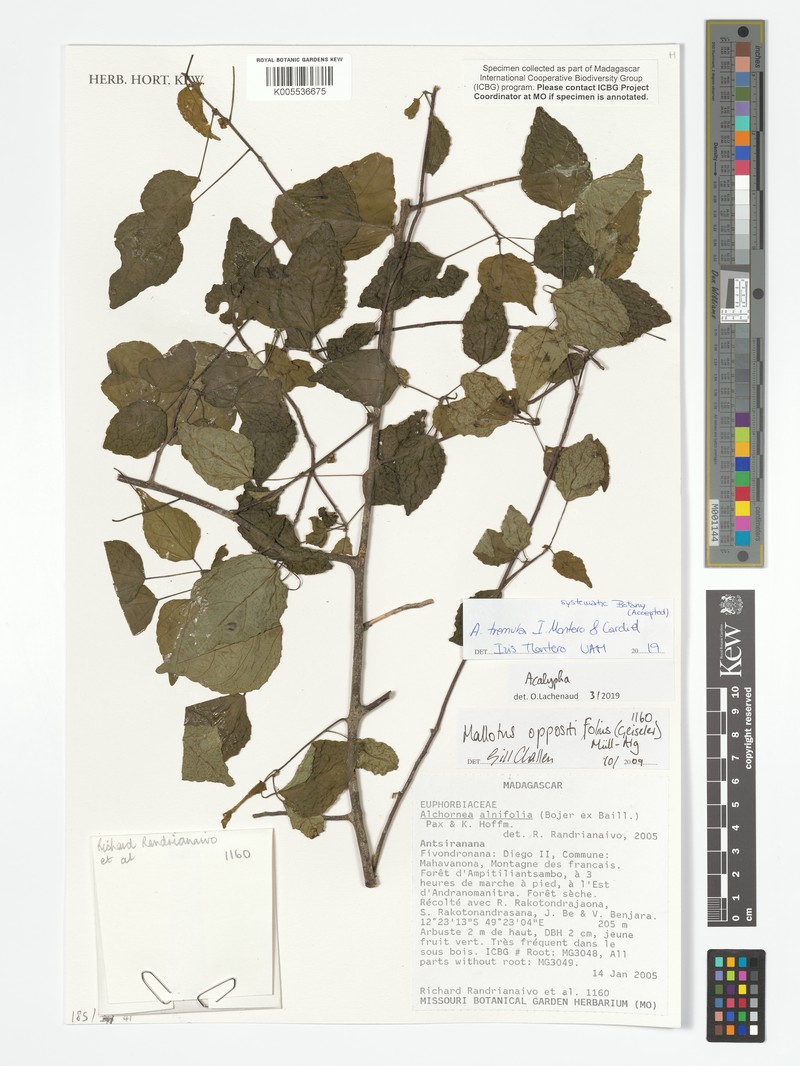Acalypha tremula photo 2