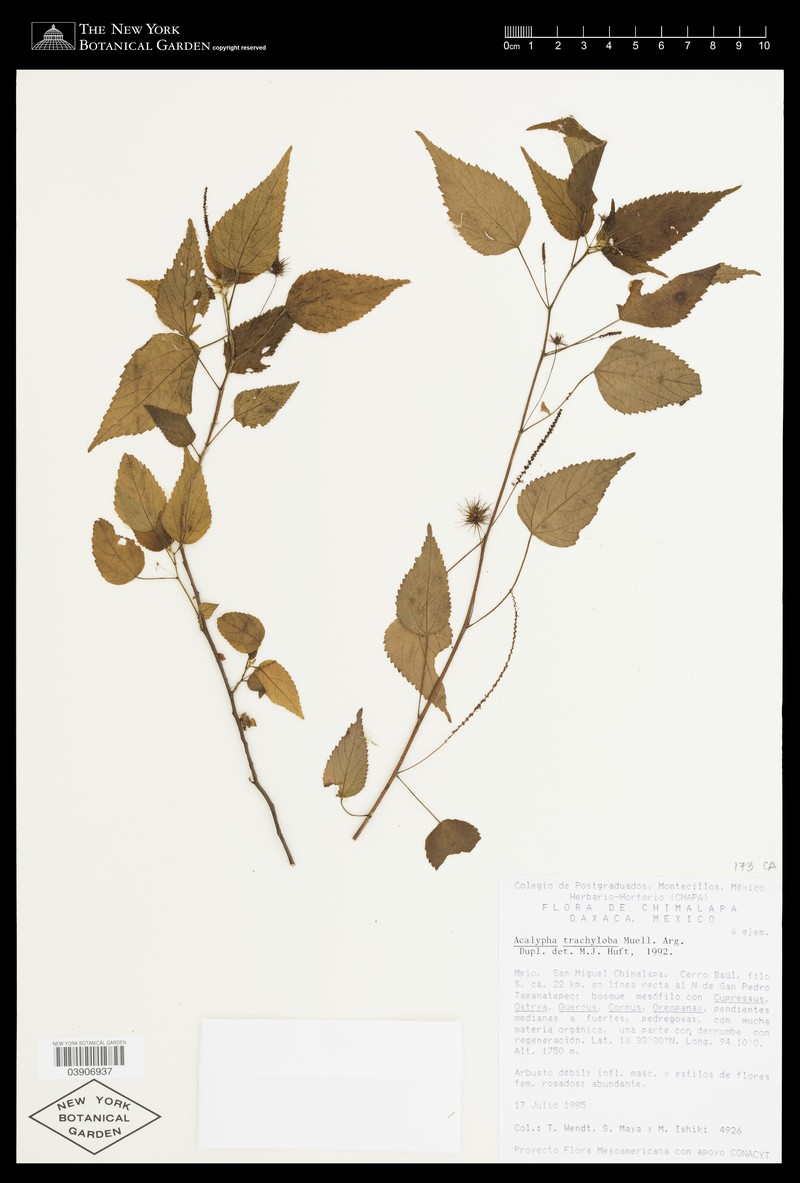 Acalypha tricholoba