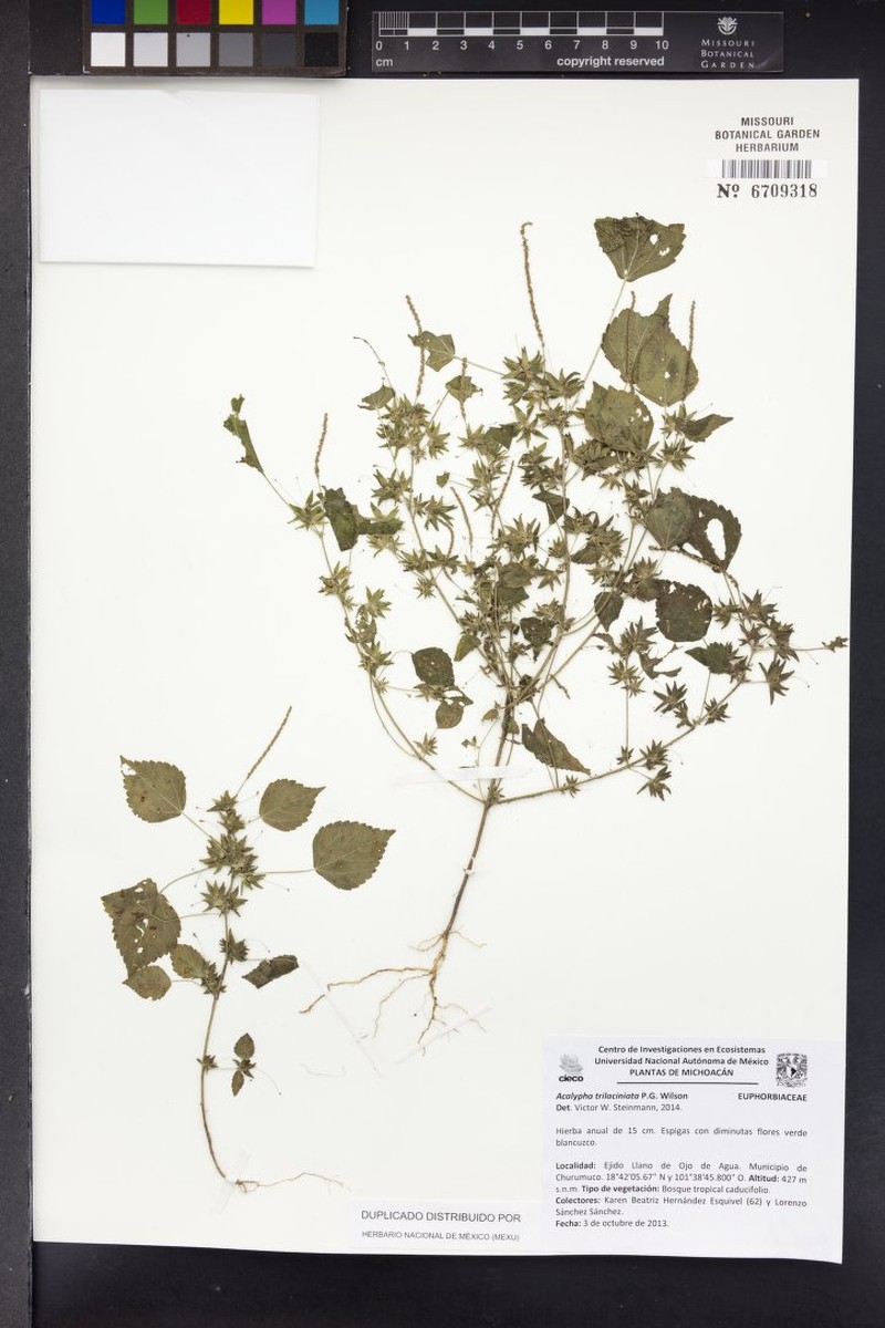 Acalypha trilaciniata