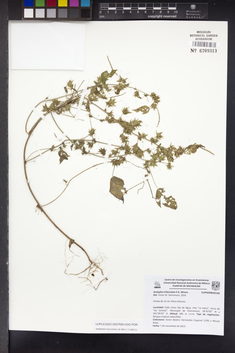 Acalypha trilaciniata photo 2