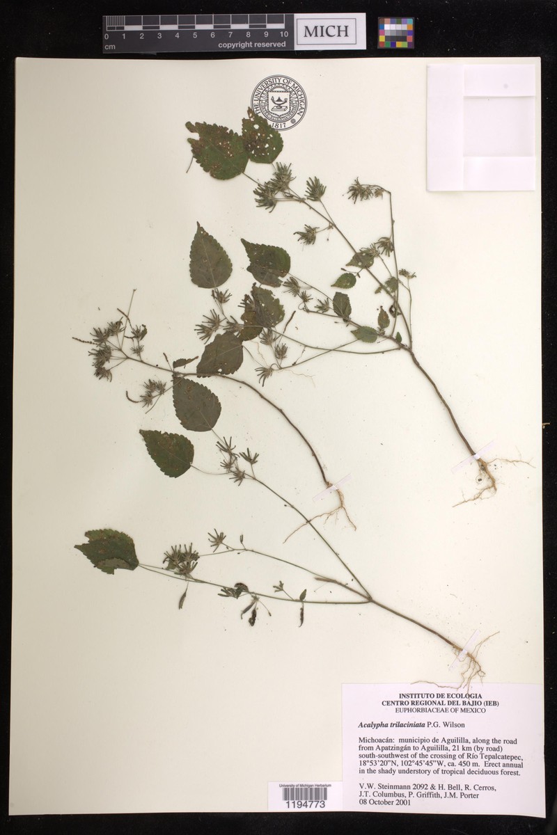 Acalypha trilaciniata photo 3