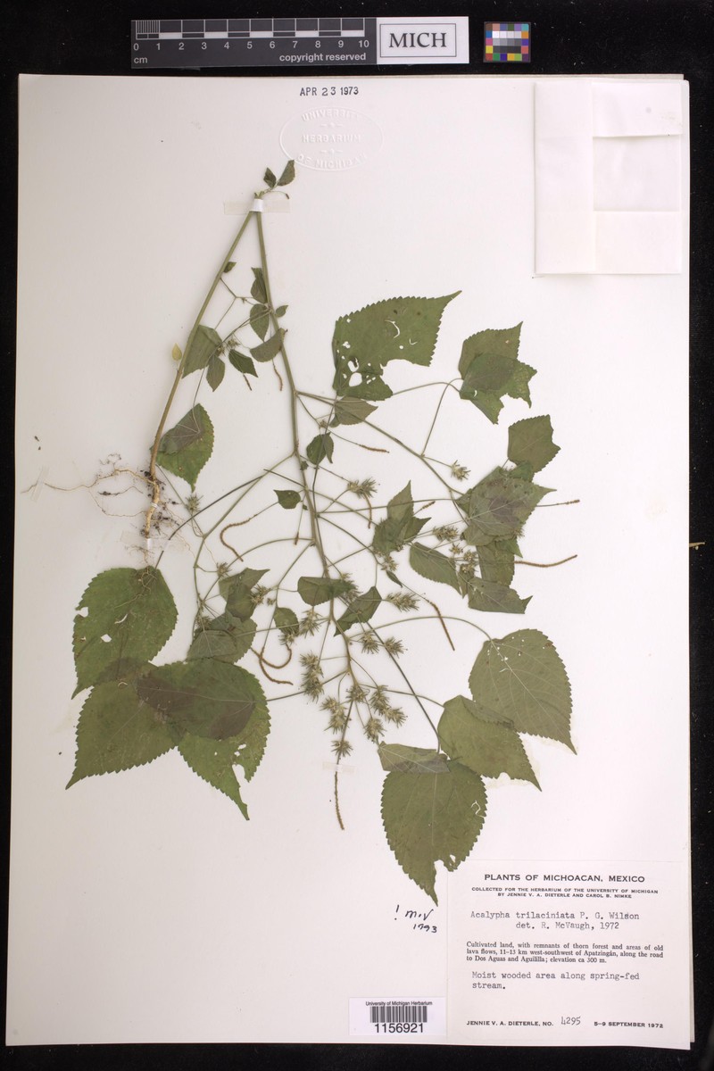 Acalypha trilaciniata photo 4