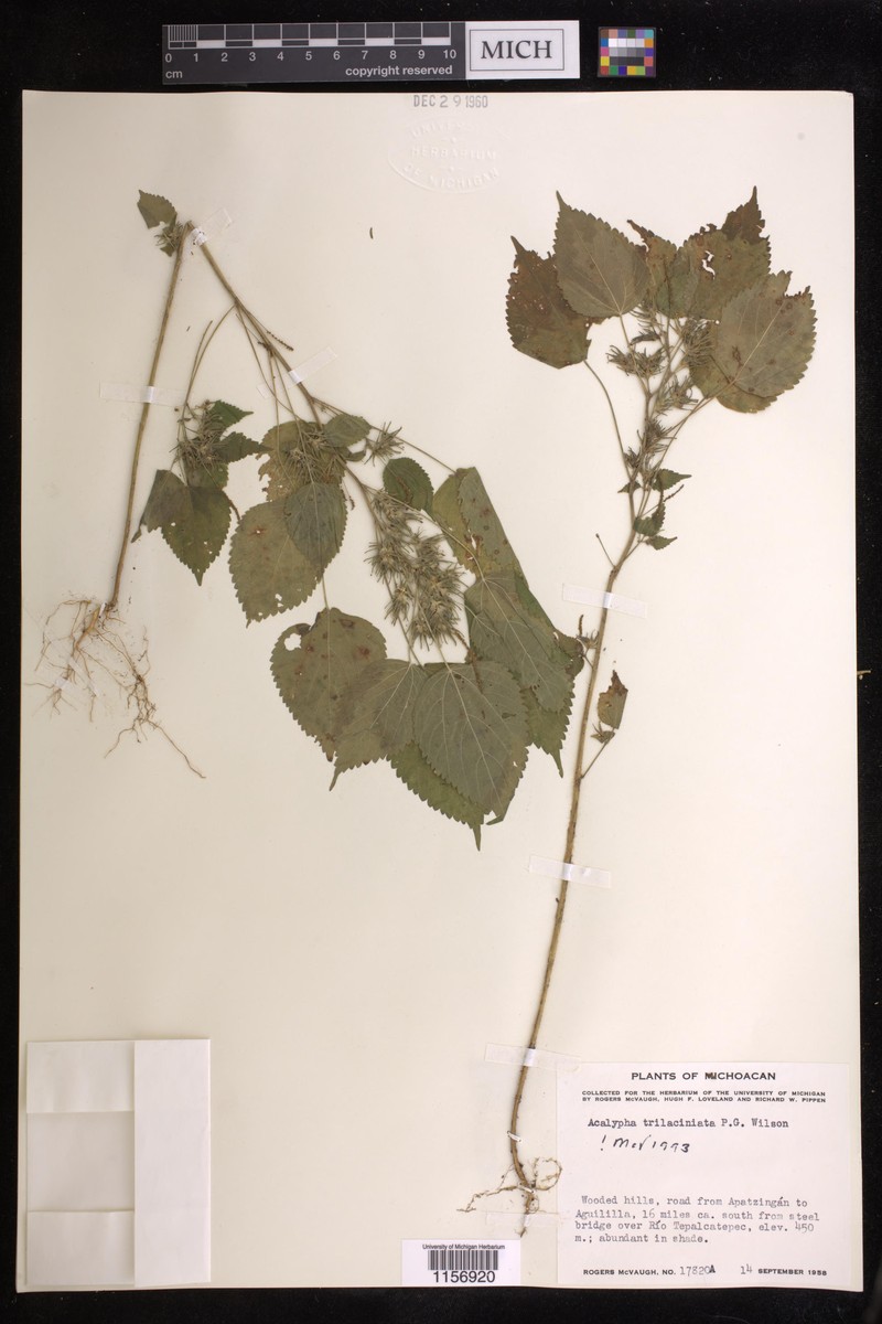 Acalypha trilaciniata photo 5
