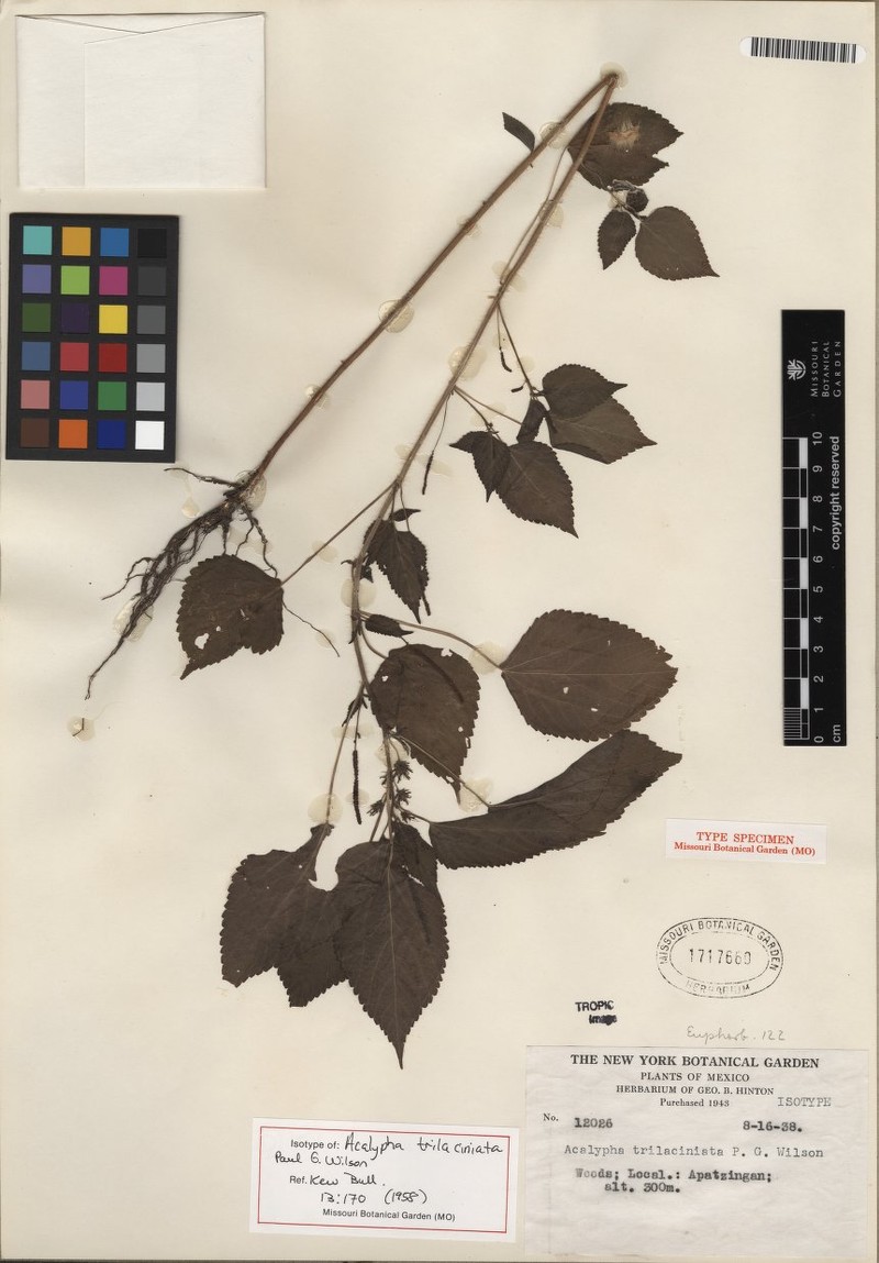 Acalypha trilaciniata photo 6