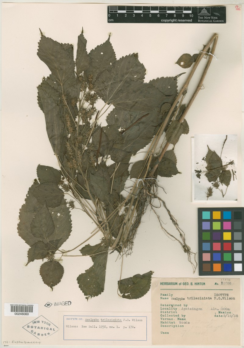 Acalypha trilaciniata photo 7