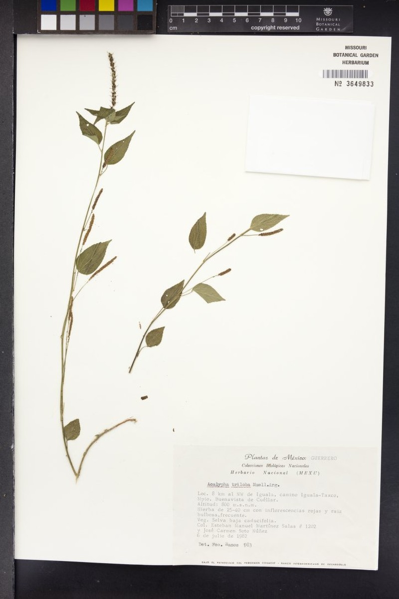 Acalypha triloba