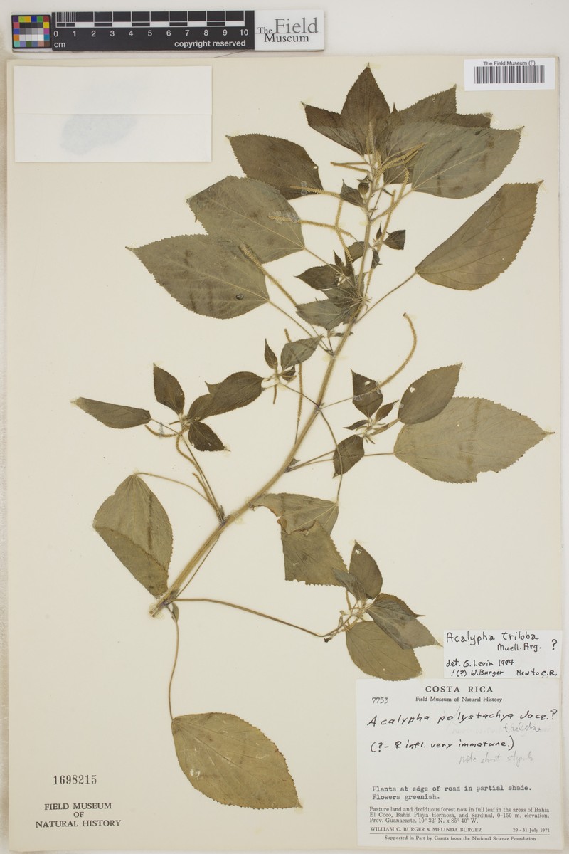 Acalypha triloba photo 2