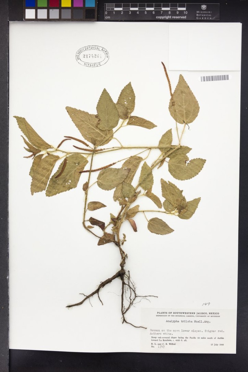 Acalypha triloba photo 3