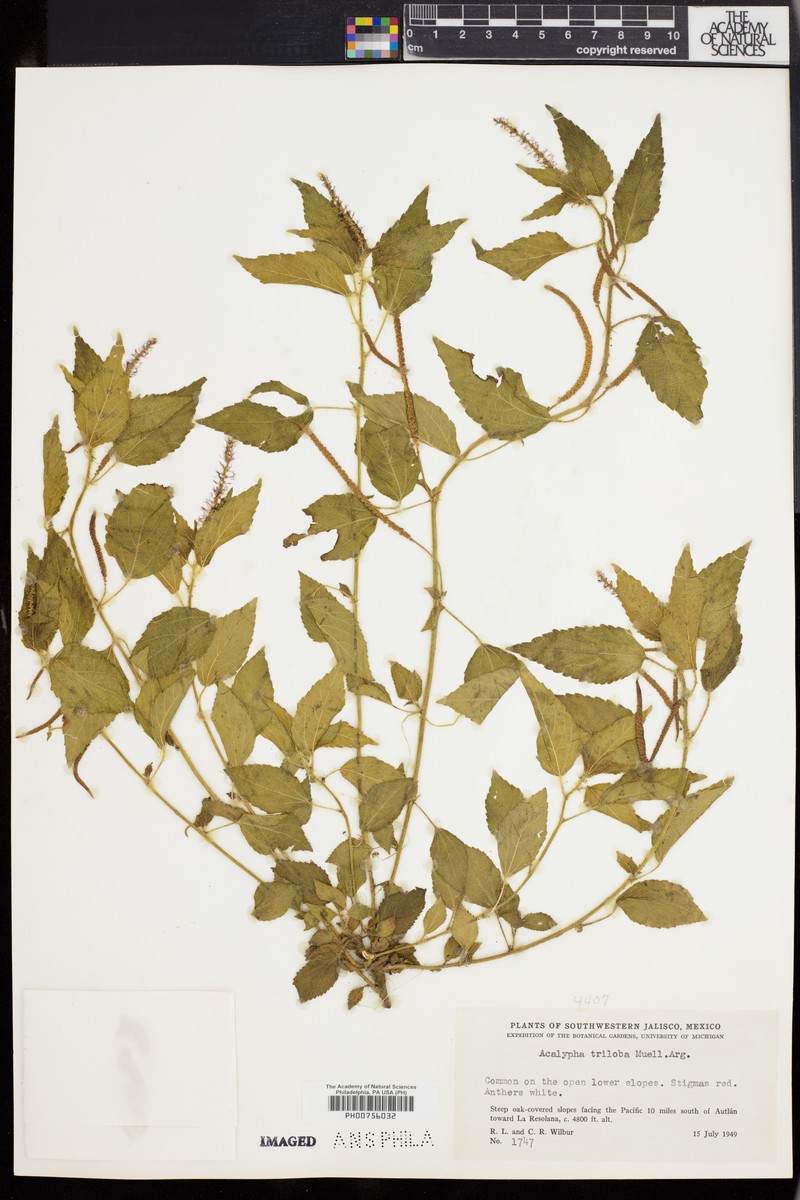 Acalypha triloba photo 4