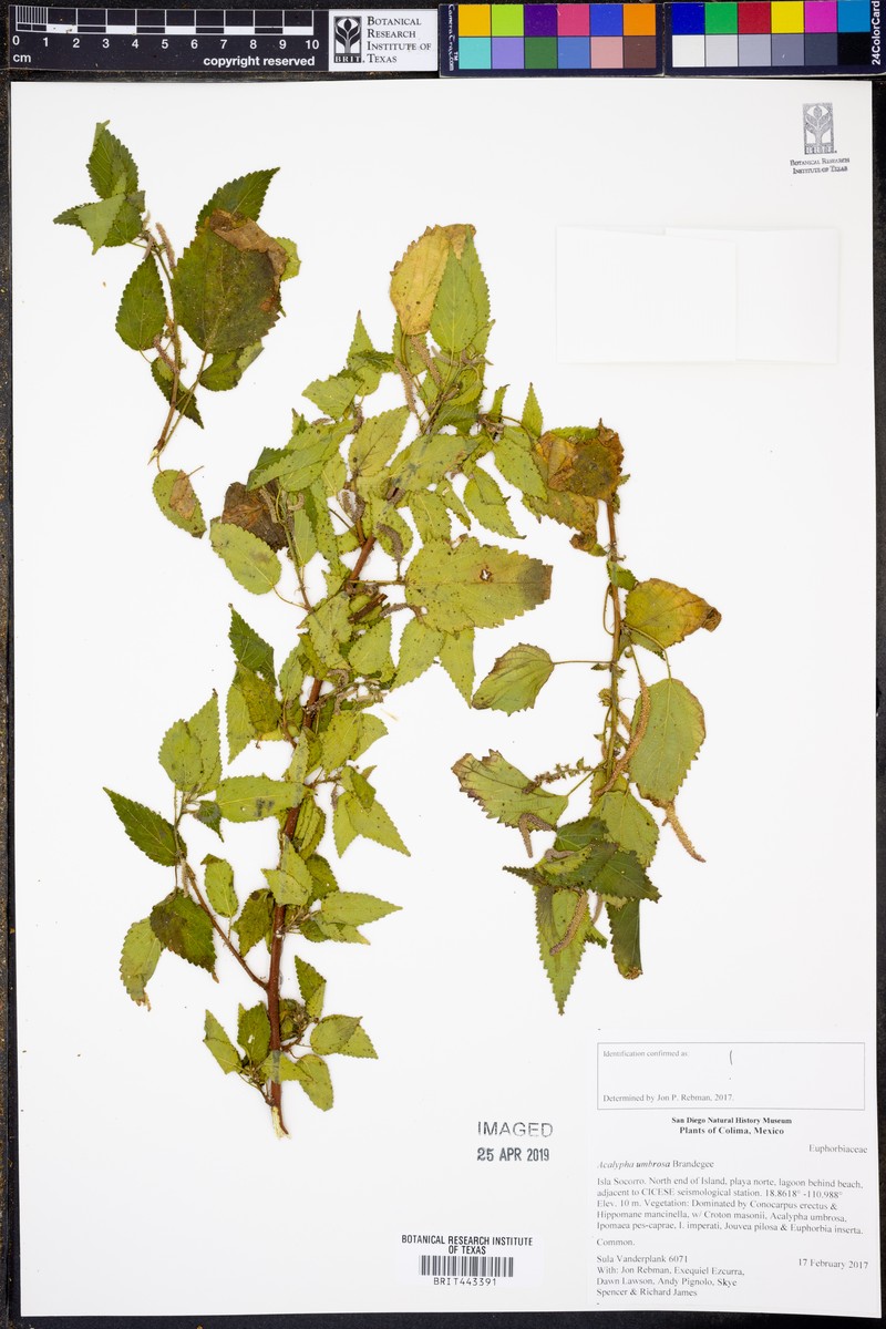Acalypha umbrosa