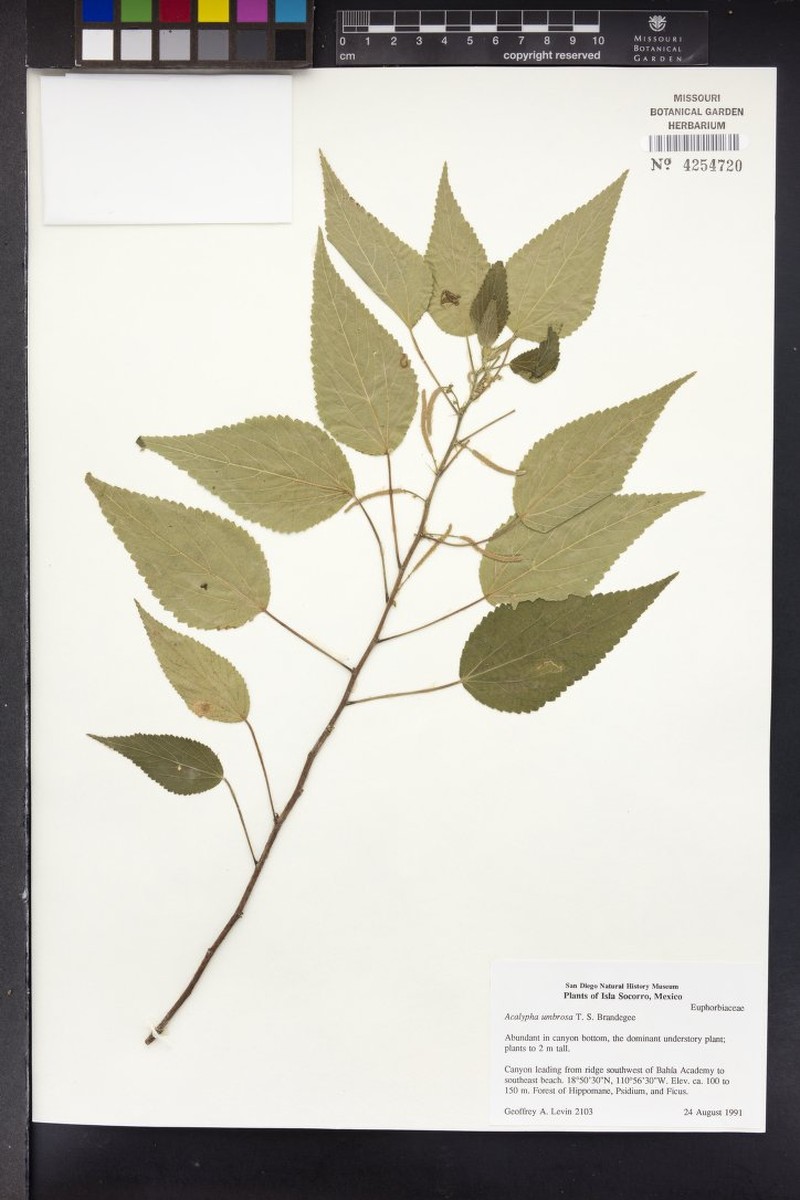 Acalypha umbrosa photo 2