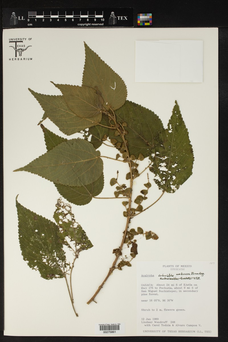 Acalypha umbrosa photo 3