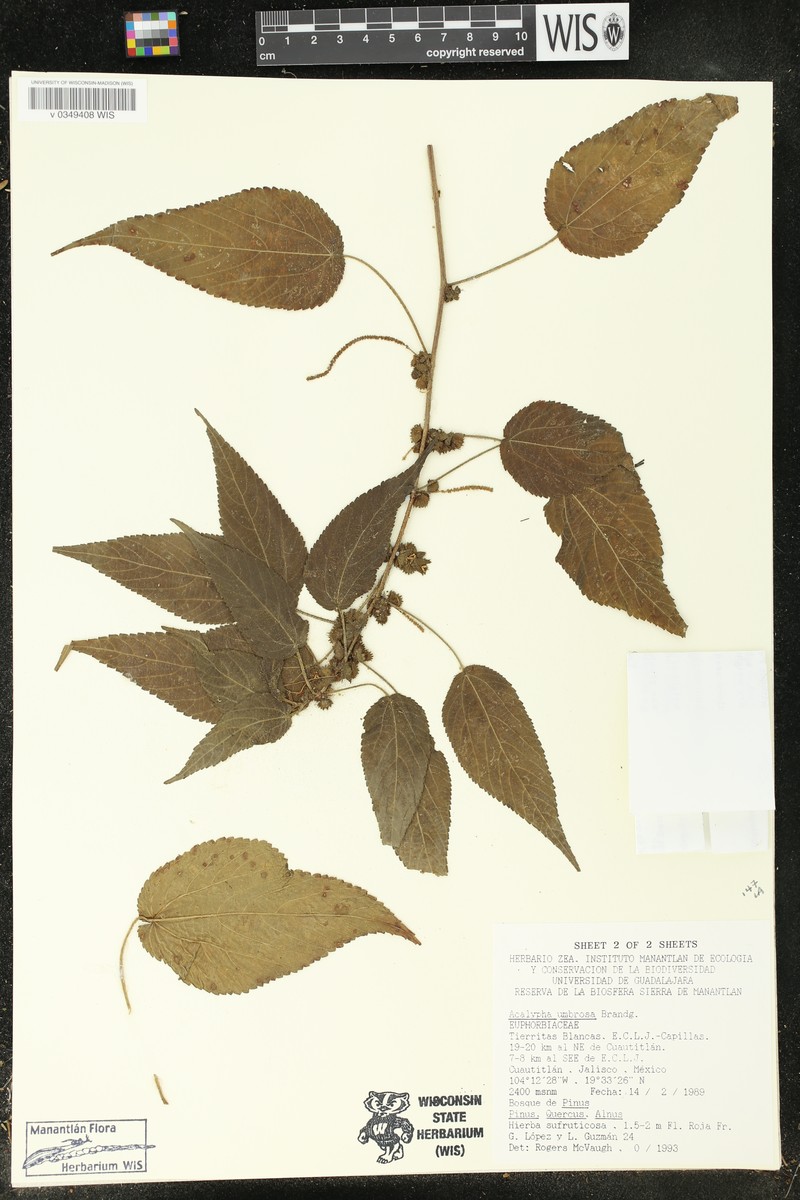 Acalypha umbrosa photo 4