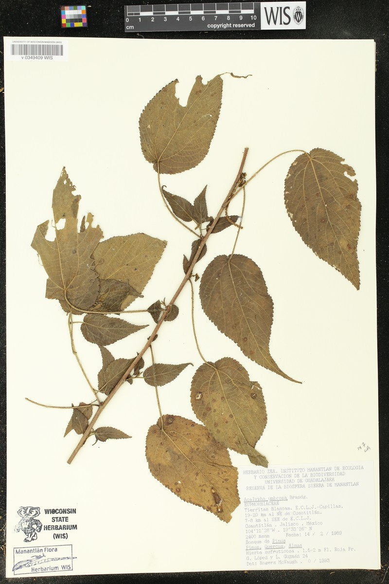Acalypha umbrosa photo 5