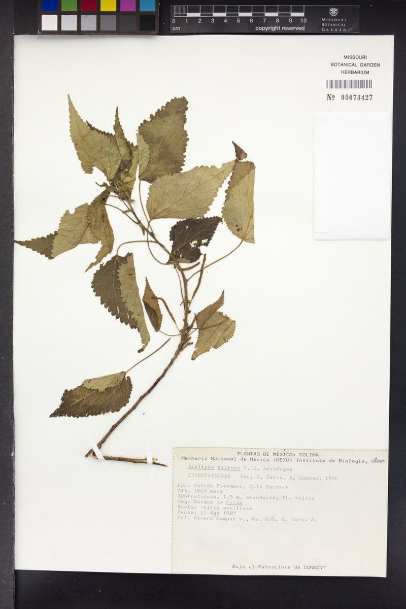 Acalypha umbrosa photo 6