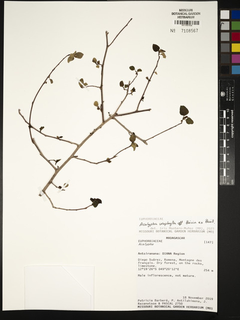 Acalypha urophylla
