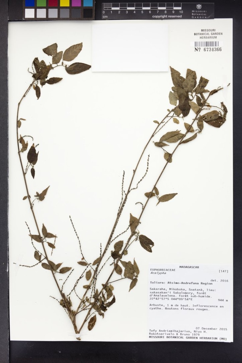 Acalypha urophylla photo 2