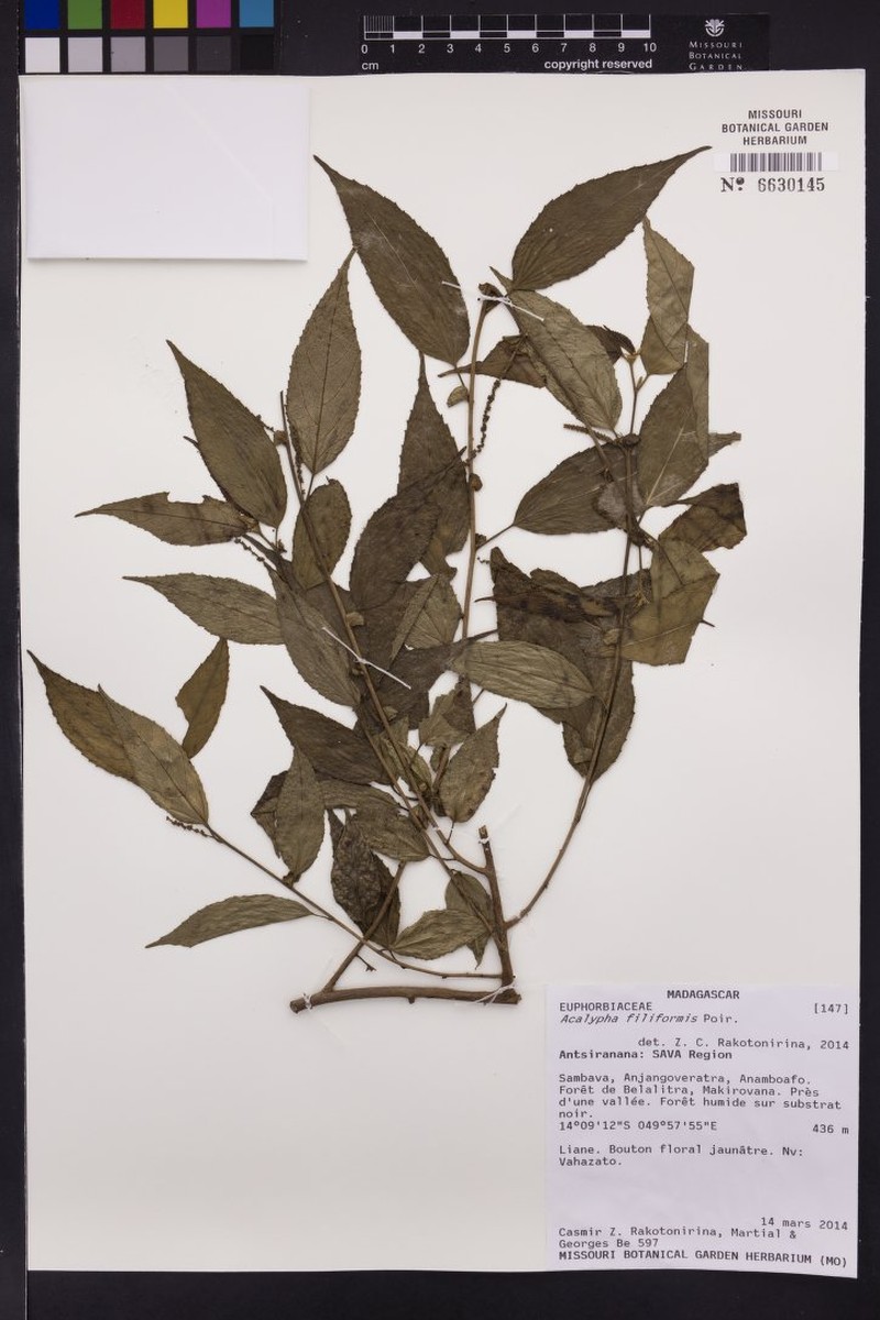 Acalypha urophylla photo 3