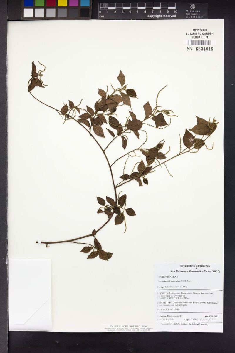 Acalypha urophylla photo 4