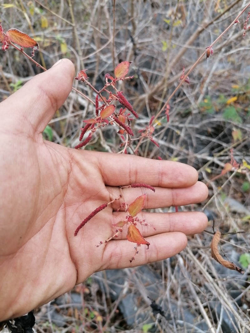 Acalypha vagans