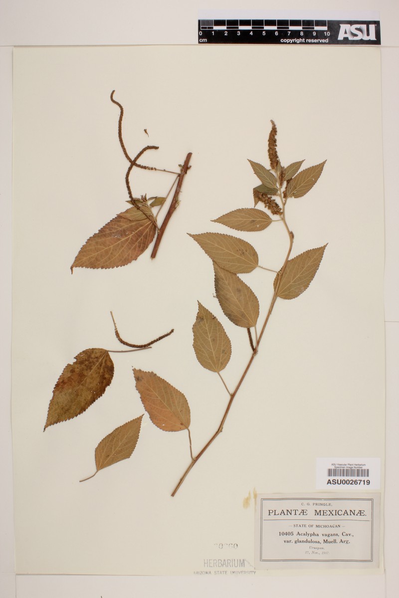 Acalypha vagans photo 3