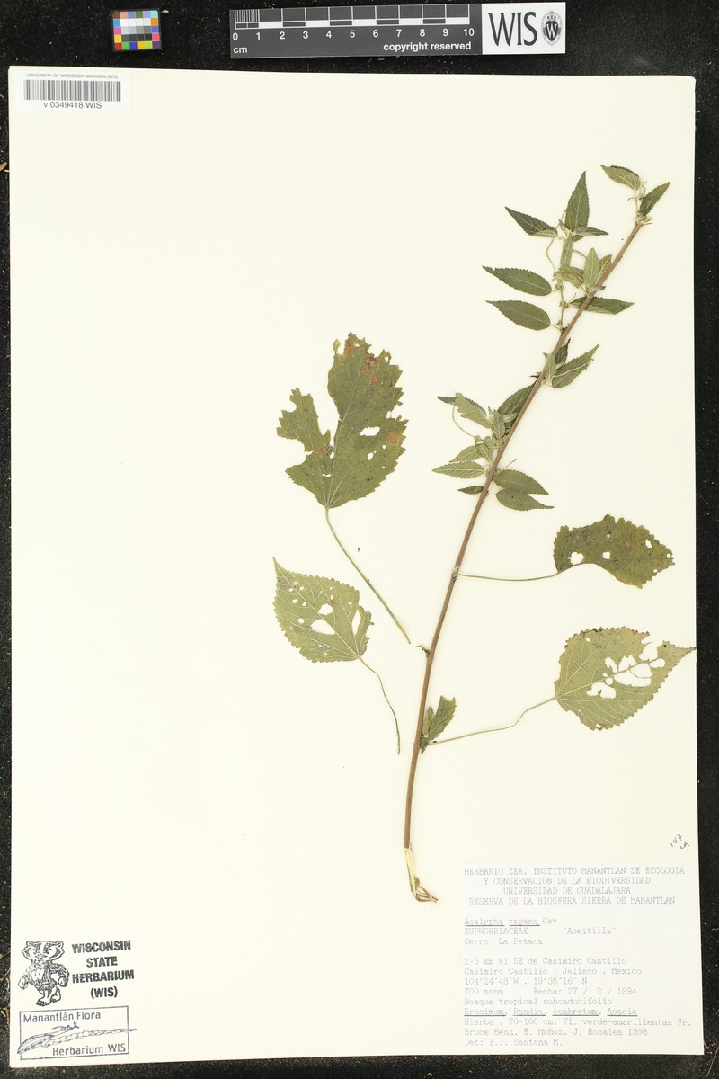 Acalypha vagans photo 4