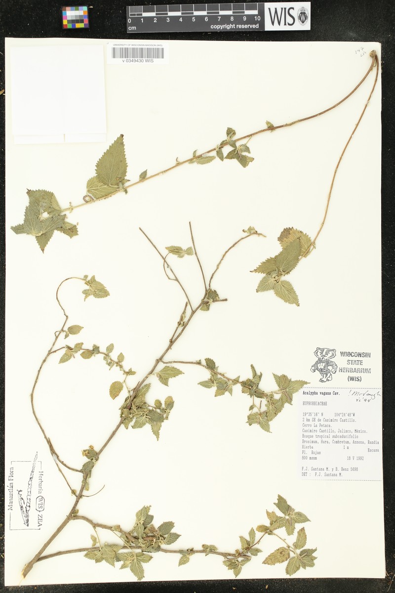 Acalypha vagans photo 5