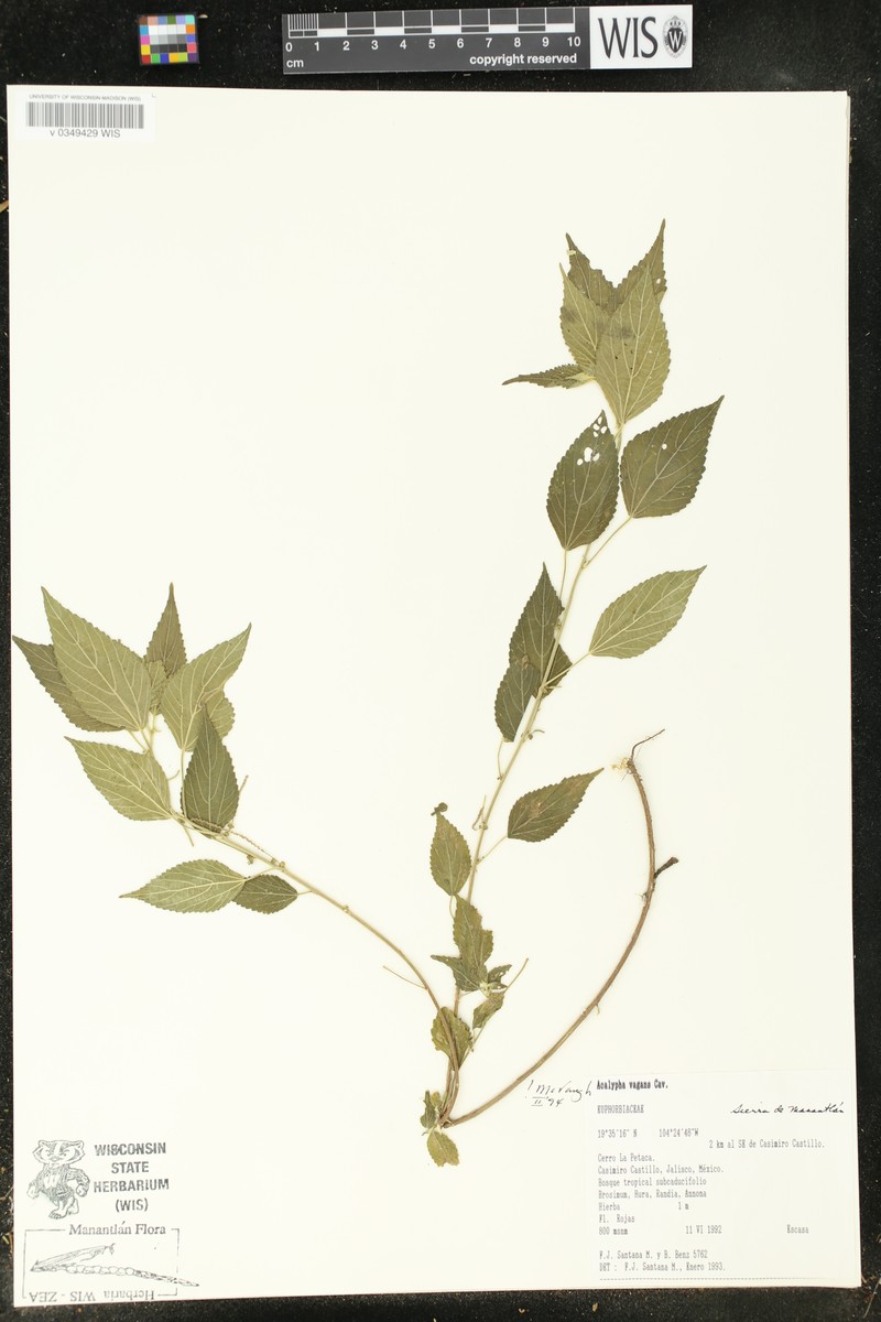Acalypha vagans photo 6