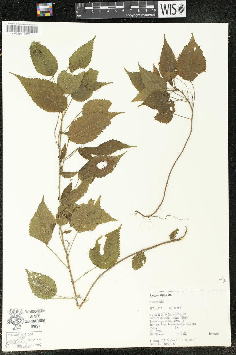 Acalypha vagans photo 7