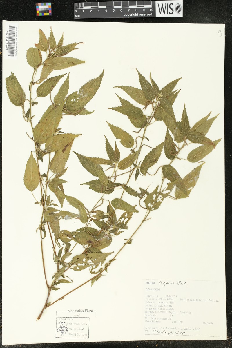 Acalypha vagans photo 8