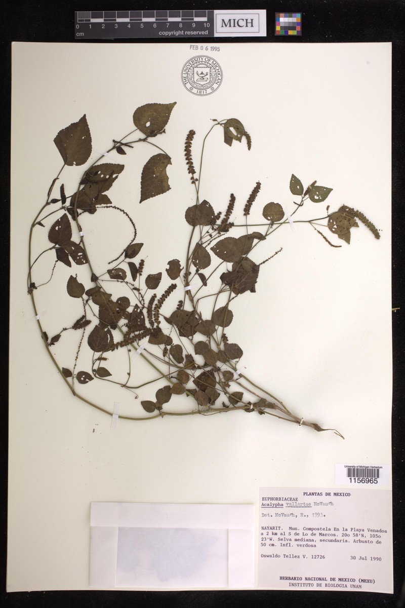 Acalypha vallartae