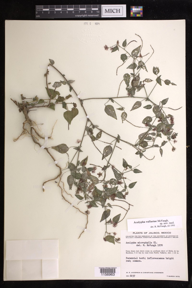 Acalypha vallartae photo 2