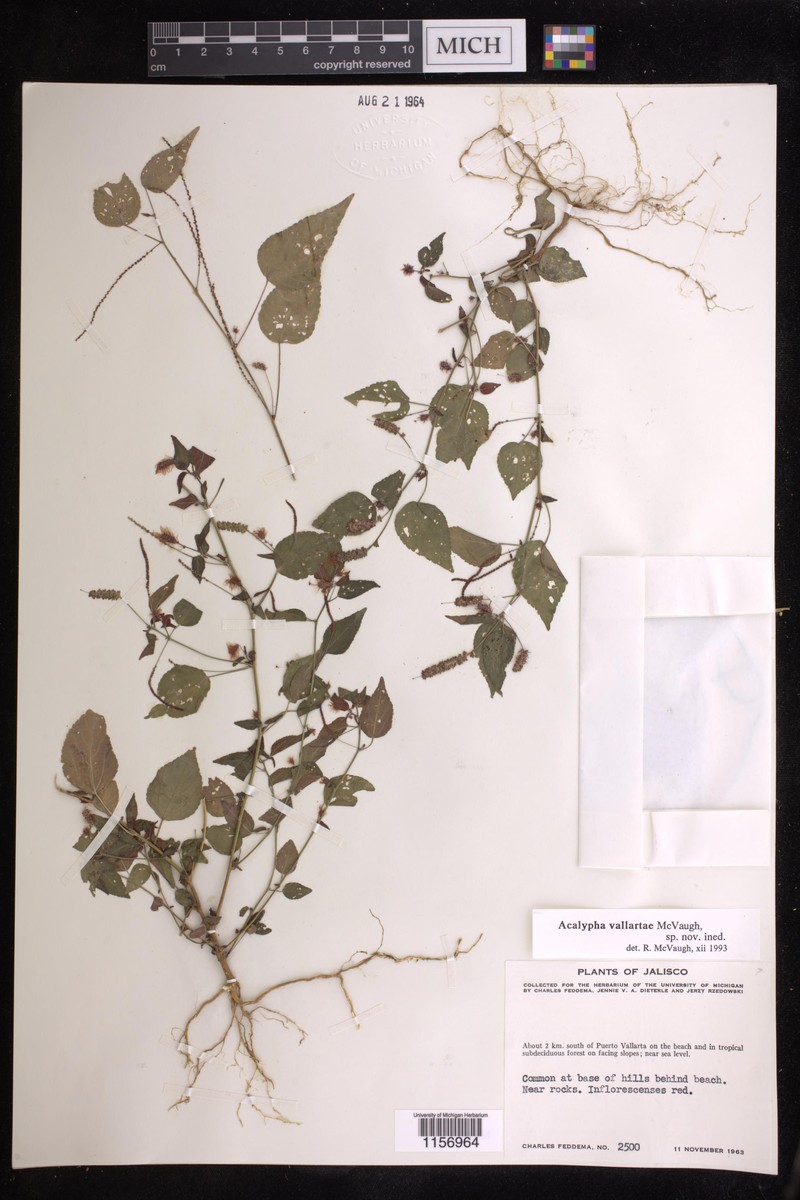 Acalypha vallartae photo 3