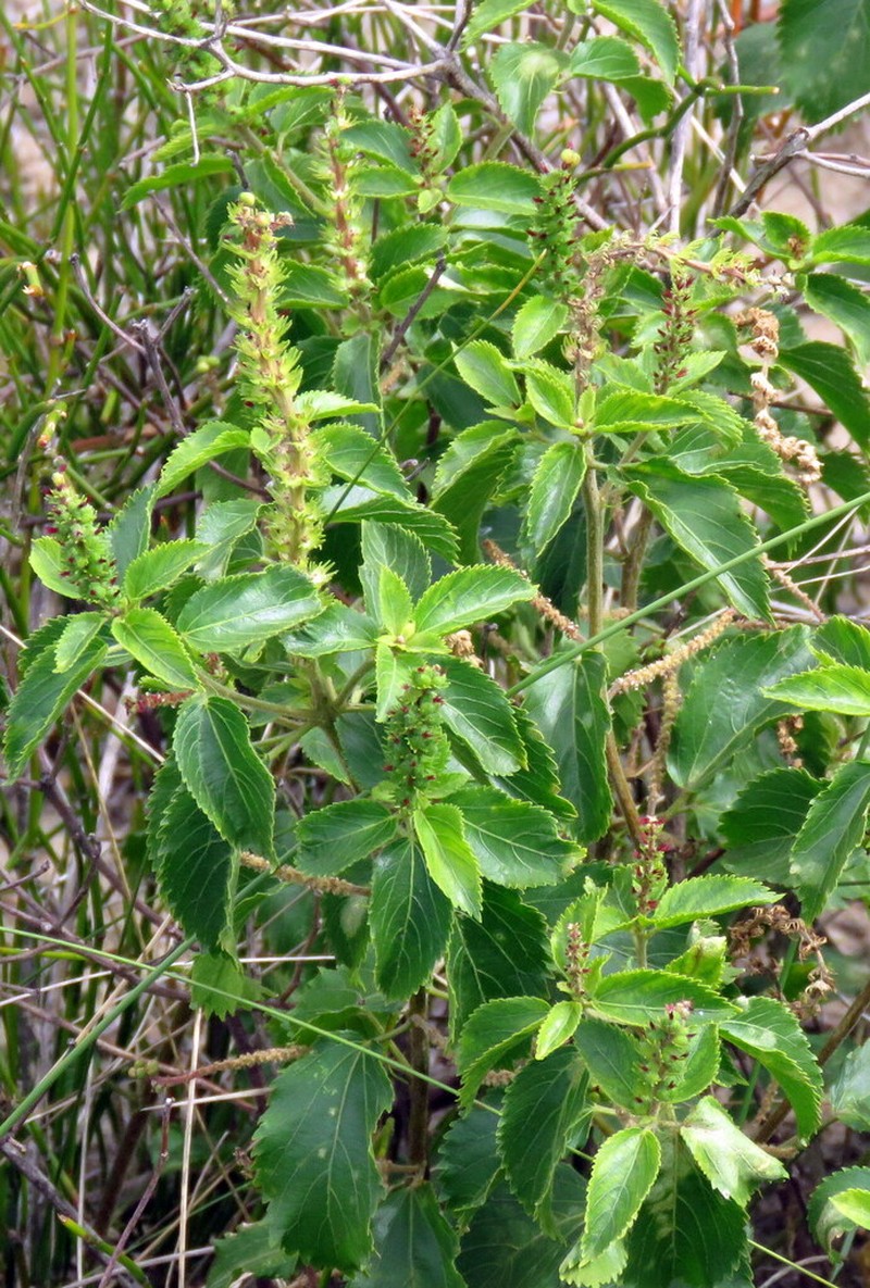 Acalypha variabilis