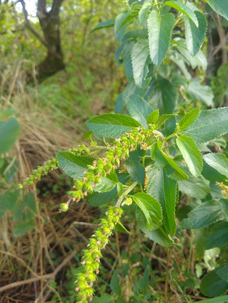 Acalypha variabilis photo 2
