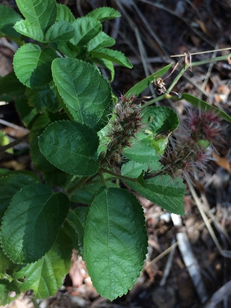 Acalypha variabilis photo 3