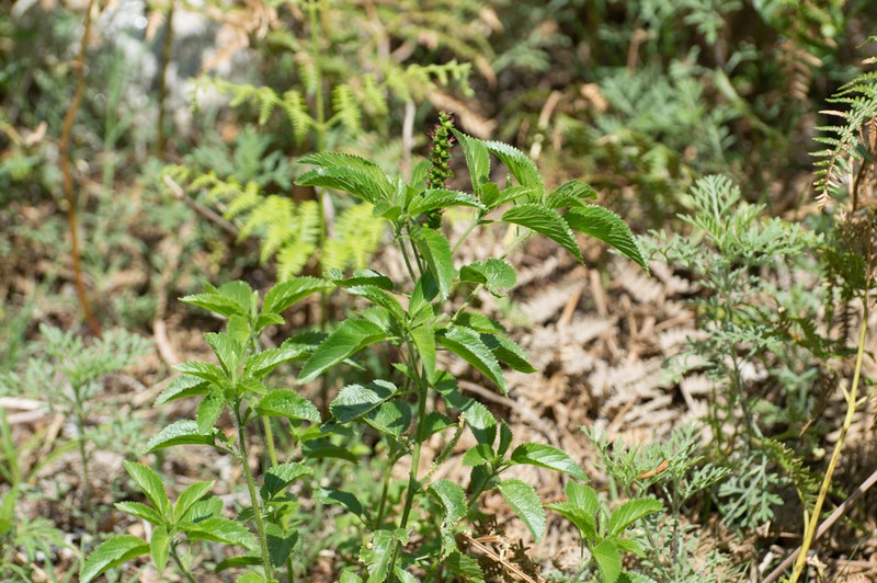 Acalypha variabilis photo 4