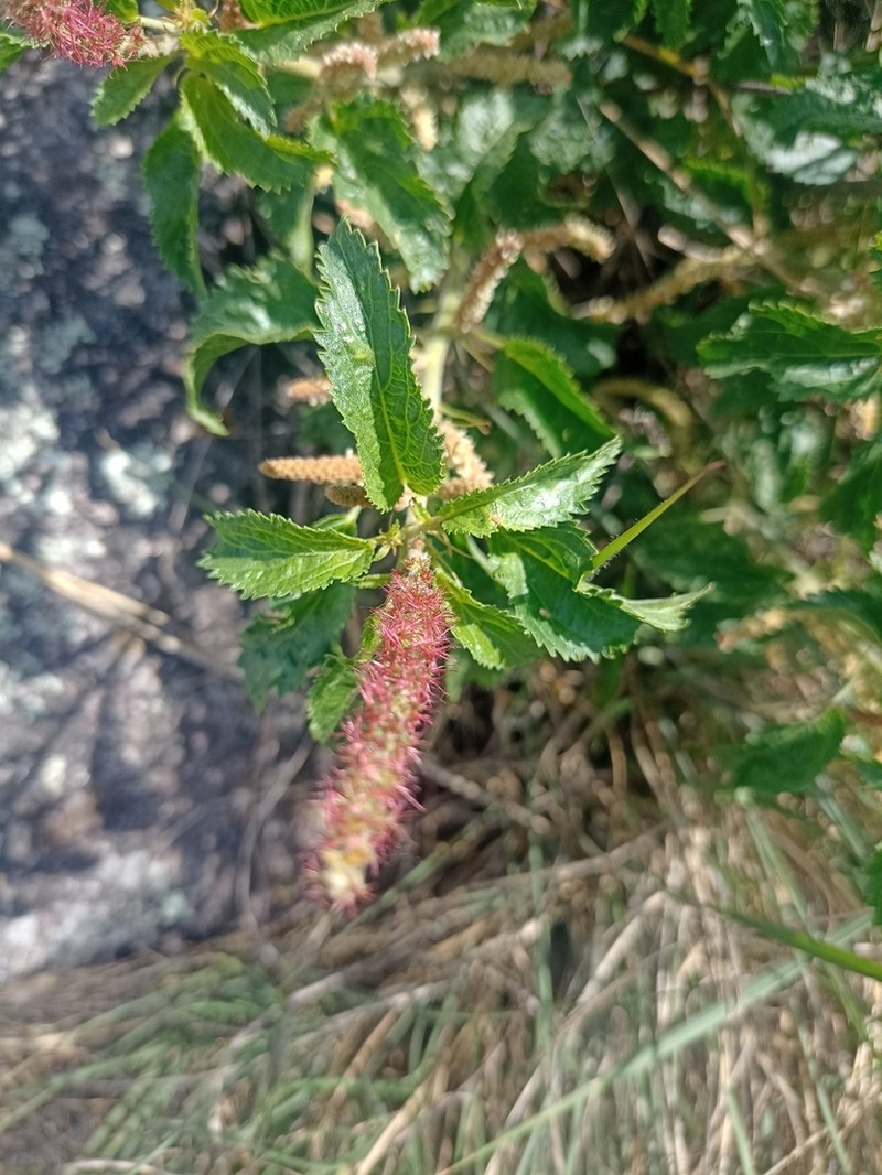 Acalypha variabilis photo 5