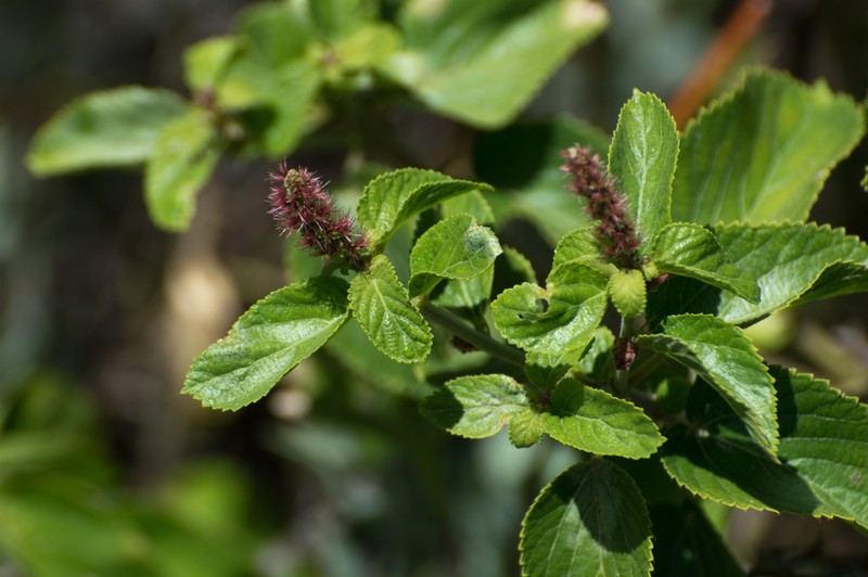 Acalypha variabilis photo 6