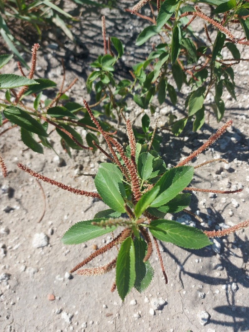 Acalypha variabilis photo 7