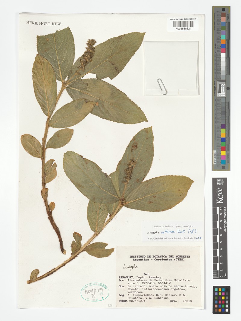 Acalypha velamea