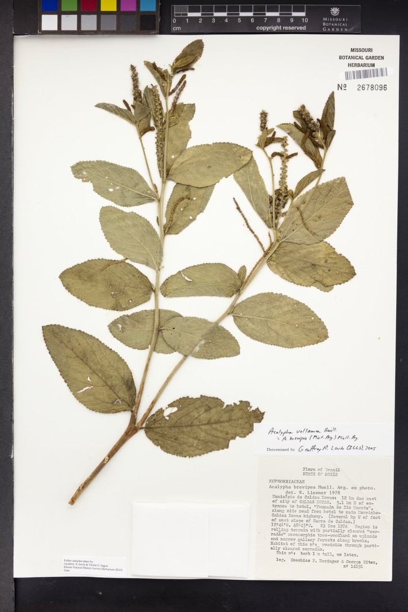 Acalypha velamea photo 2